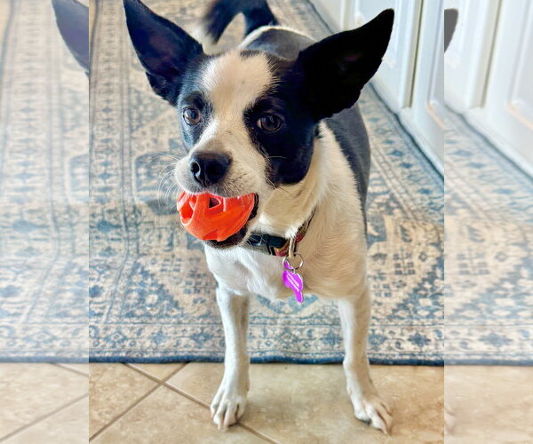 Medium Photo #13 Rat Terrier-Unknown Mix Puppy For Sale in Corona, CA, USA