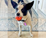 Small #12 Rat Terrier Mix