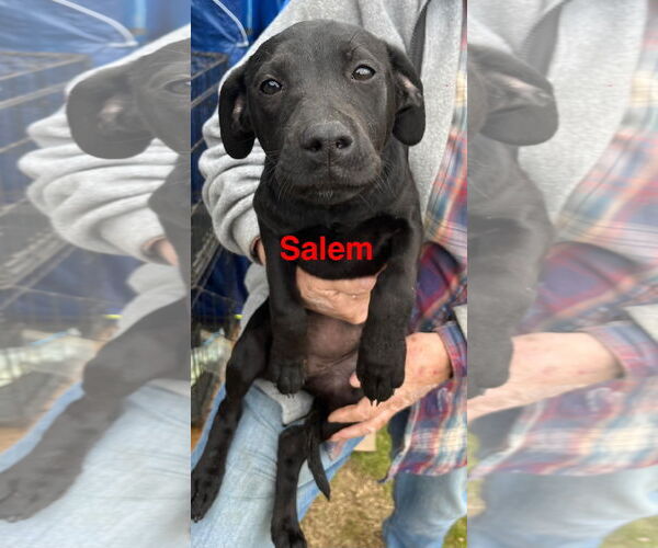 Medium Photo #2 American Pit Bull Terrier-Unknown Mix Puppy For Sale in Farmerville, LA, USA