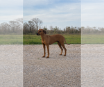 Small Photo #1 Rhodesian Ridgeback Puppy For Sale in HIGHLANDS, TX, USA