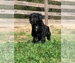 Puppy 2 Border Collie-Bordoodle Mix
