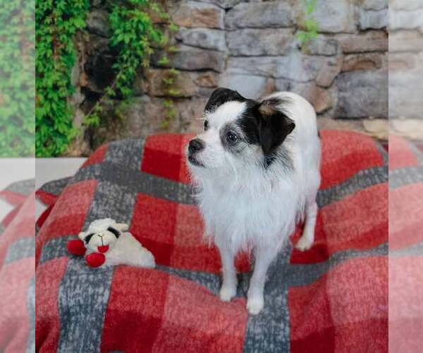 Medium Photo #5 Mutt Puppy For Sale in Kennesaw, GA, USA