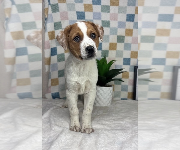 Medium Photo #2 Australian Cattle Dog Puppy For Sale in FRANKLIN, IN, USA