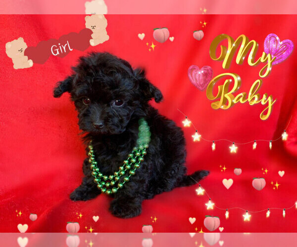 Medium Photo #2 Maltese-Maltipoo Mix Puppy For Sale in SAN FRANCISCO, CA, USA