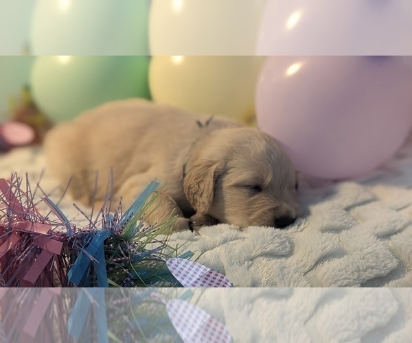 Medium Photo #3 Golden Retriever Puppy For Sale in MODESTO, CA, USA