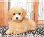 Small Photo #1 Poochon Puppy For Sale in NAPLES, FL, USA