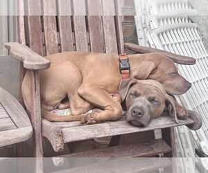 Spud Potato - Male Black Mouth Cur-Unknown Mix Dog for Adoption - Photo #3