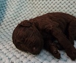Small Photo #30 Poodle (Standard) Puppy For Sale in CLAYTON, WA, USA