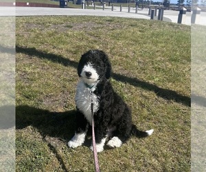 Aussiedoodle Puppy for sale in OAK HARBOR, WA, USA