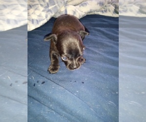 Chihuahua Puppy for sale in SHALLOTTE, NC, USA