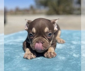 French Bulldog Puppy for sale in BEVERLY HILLS, CA, USA