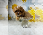 Small Photo #8 Cavapoo Puppy For Sale in RIPLEY, MS, USA