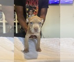 Small #3 American Bully