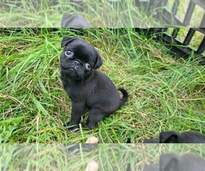 Medium Pug