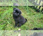 Puppy Hestia Pug