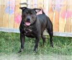 Small #2 American Pit Bull Terrier