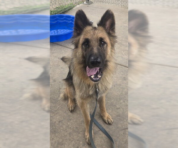 Medium Photo #1 German Shepherd Dog Puppy For Sale in Sacramento, CA, USA