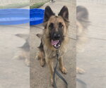 Small German Shepherd Dog