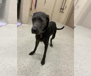 Unknown-Weimaraner Mix Dogs for adoption in Conroe, TX, USA