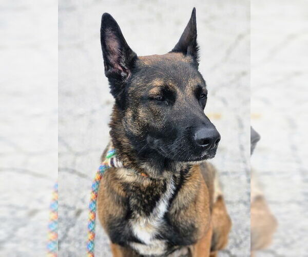 Medium Photo #2 Holland Shepherd-Unknown Mix Puppy For Sale in Imlay City, MI, USA