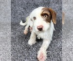 Small #1 Dachshund Mix
