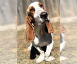 Small #4 Basset Hound