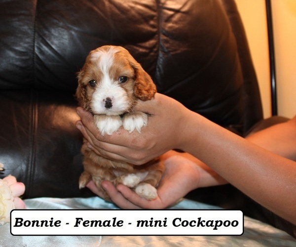 Medium Photo #5 Cockapoo (Miniature) Puppy For Sale in CLARKRANGE, TN, USA
