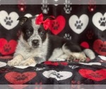 Small Photo #2 Cowboy Corgi Puppy For Sale in LAKELAND, FL, USA