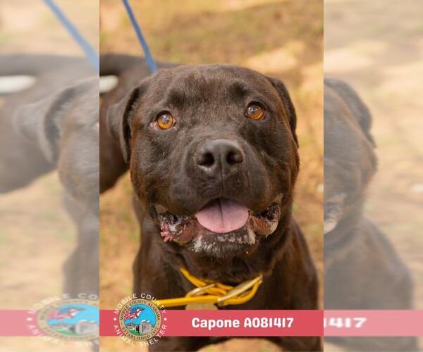 Medium Photo #2 Mastiff Puppy For Sale in Mobile, AL, USA
