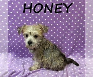 Schnoodle (Miniature) Puppy for sale in HARTLAND, MN, USA