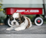 Small Photo #13 Shih Tzu Puppy For Sale in CLARE, MI, USA