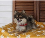 Small Photo #1 Pom-A-Poo Puppy For Sale in NAPPANEE, IN, USA