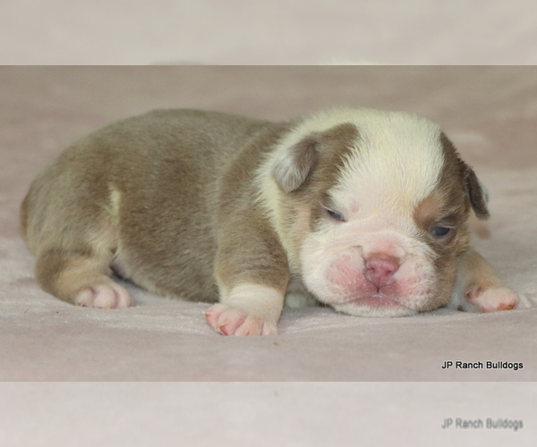Medium Photo #6 Bulldog Puppy For Sale in WINNSBORO, TX, USA