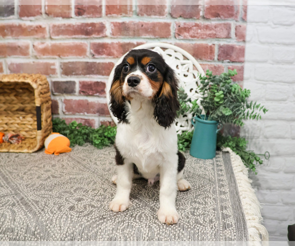 Medium Photo #3 Cavalier King Charles Spaniel Puppy For Sale in SYRACUSE, IN, USA