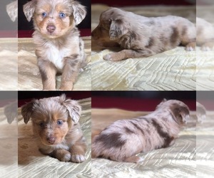 Miniature Australian Shepherd Puppy for sale in BROOKER, FL, USA