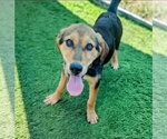 Small #4 Labrador Retriever-Treeing Walker Coonhound Mix