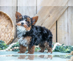 Small #4 Yorkshire Terrier
