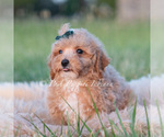 Small #9 Maltipoo (Toy)
