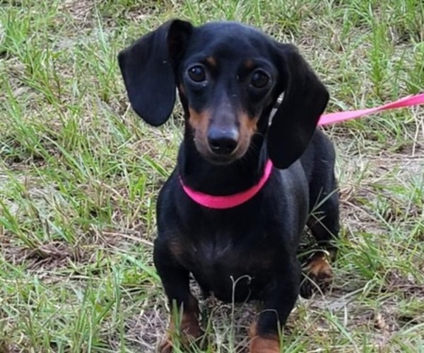 Medium Photo #1 Dachshund Puppy For Sale in BRANFORD, FL, USA