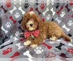 Small #3 Cavapoo (Miniature)