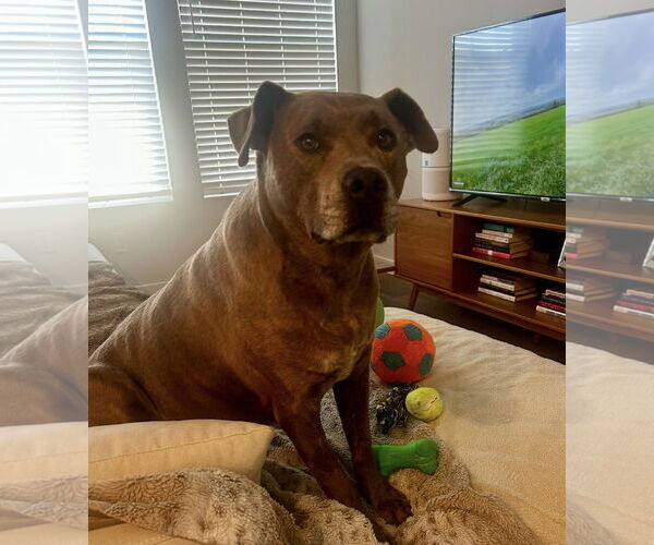 Medium Photo #3 American Staffordshire Terrier-Unknown Mix Puppy For Sale in Euless, TX, USA