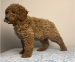 Small Photo #6 Double Doodle Puppy For Sale in FRANKLIN, IN, USA