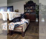 Small #3 Boxer Mix
