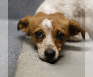 Chihuahua-Unknown Mix Dogs for adoption in San Antonio, TX, USA
