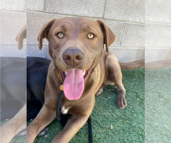 Medium Photo #2 Labrador Retriever-Unknown Mix Puppy For Sale in Lakewood, CO, USA