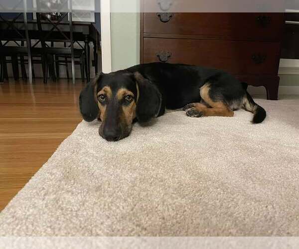 Medium Photo #8 Basset Hound-German Shepherd Dog Mix Puppy For Sale in Petaluma, CA, USA