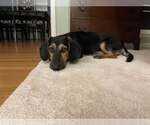 Small #7 Basset Hound-German Shepherd Dog Mix