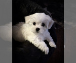 Small Maltese