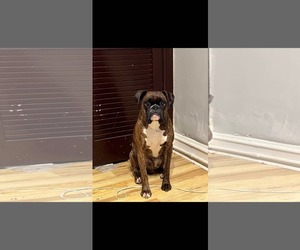 Boxer Dogs for adoption in Woodbury, MN, USA