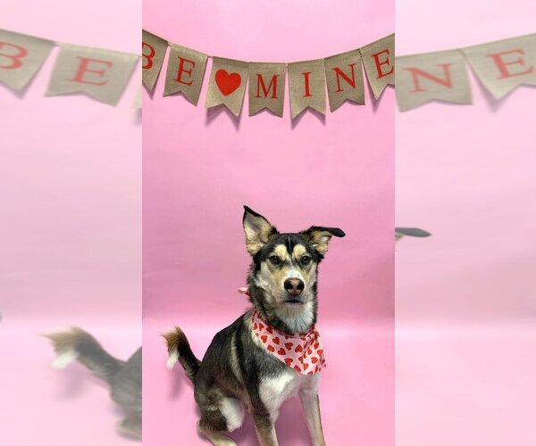 Medium Photo #4 Huskies -Unknown Mix Puppy For Sale in South Bend, IN, USA